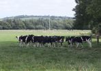10 Pedigree registered Fr heifer calves