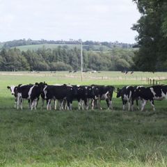 10 Pedigree registered Fr heifer calves