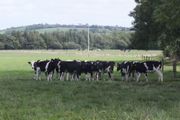 10 Pedigree registered Fr heifer calves