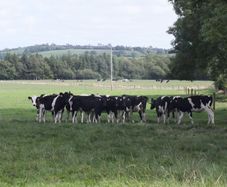 10 Pedigree registered Fr heifer calves