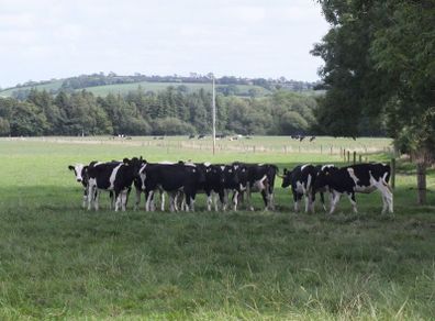 10 Pedigree registered Fr heifer calves