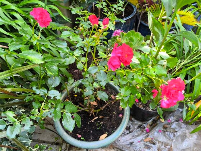 garden plants
