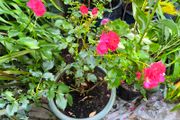 garden plants