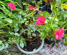 garden plants