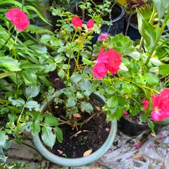 garden plants