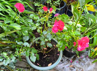 garden plants