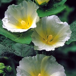 plants