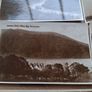 17 X Early 20th Century Irish Postcards Image 8