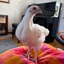 Pet quality roosters and hen Image 3