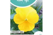 HT Pansy Coronation Gold seeds 0.4g | Sow July - August