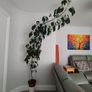 Tall Umbrella Plant Image 3