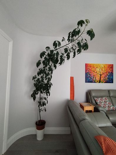 Tall Umbrella Plant
