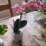 Artificial Plants in Ceramic, Glass, Stone & PVC Pots x8 Image 8