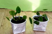 Chinese Money Plants - Pilea peperomioides