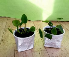 Chinese Money Plants - Pilea peperomioides