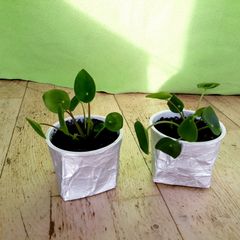 Chinese Money Plants - Pilea peperomioides