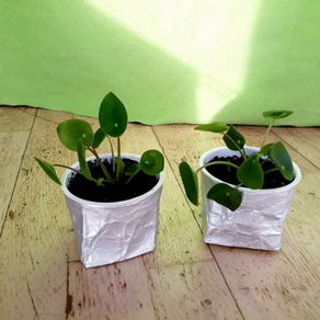 Chinese Money Plants - Pilea peperomioides