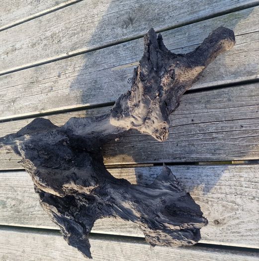 bog oak