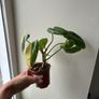 Philodendron Burle Marx variegated Image 4