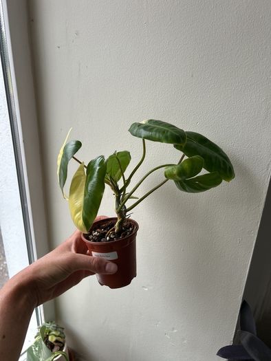 Philodendron Burle Marx variegated