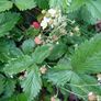 Wild Strawberry plant seedlings bare root Image 4