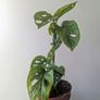 Monstera Adansonii Mint Plant Image 3