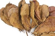 Ketapang Leaf 25x30cm 1piece