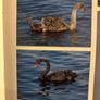 Ornamental water fowl Image 6