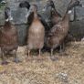 Ducks, Drakes, Ducklings Image 7