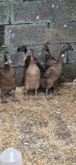Ducks, Drakes, Ducklings
