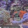 coral Image 2