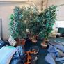 decorative trees Image 8