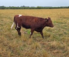 Pedigree Shorthorn Heifers