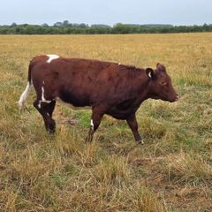 Pedigree Shorthorn Heifers