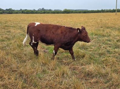 Pedigree Shorthorn Heifers