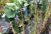 Eucalyptus pulverulenta, Baby blue
