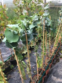 Eucalyptus pulverulenta, Baby blue