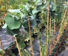 Eucalyptus pulverulenta, Baby blue