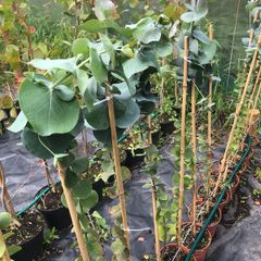 Eucalyptus pulverulenta, Baby blue