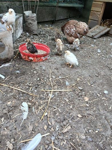 Call ducks, bantom chicks and roosters for sale