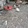 Call ducks, bantom chicks and roosters for sale Image 6