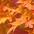inthefall1