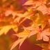 inthefall1