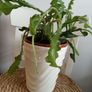 Fishtail/Fishbone Cacti/ Disocactus Anguliger Indoor Plant Image 2