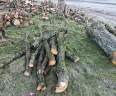 Cherry tree for crafting