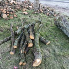 Cherry tree for crafting
