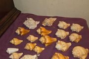 Sea Shell Collection