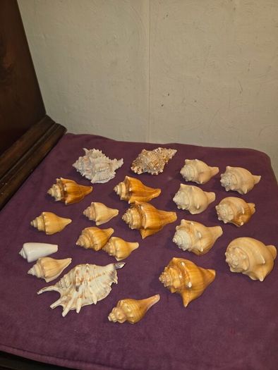 Sea Shell Collection