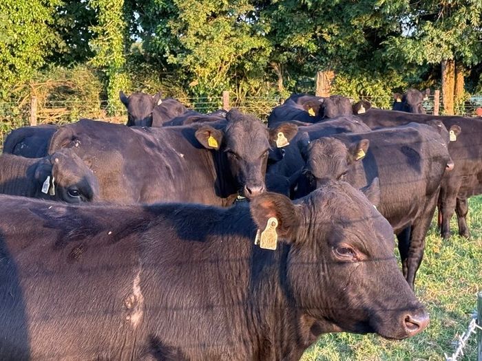 12 Homebred Angus Bullocks ( 340 Kgs )