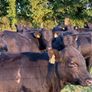 12 Homebred Angus Bullocks ( 340 Kgs ) Image 2